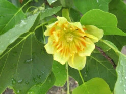 Liriodendron Tulipifera, Tulpenbaum -Gartenwelt Angebote Store liriodendron bluete 1280x1280