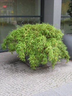 Fargesia Murielae 'Simba', Löwenbambus, Mähnenbambus -Gartenwelt Angebote Store loewenbambus 1280x1280