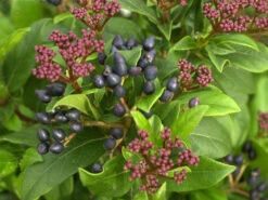 Viburnum Tinus, Lorbeer-Schneeball -Gartenwelt Angebote Store lorbeer schneeball 1280x1280