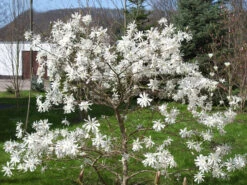 Magnolia Stellata 'Royal Star', Sternmagnolie -Gartenwelt Angebote Store magnolia royal star 1280x1280