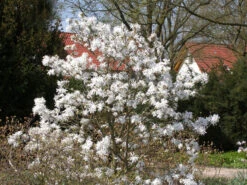 Magnolia Stellata, Sternmagnolie -Gartenwelt Angebote Store magnolia stellata 1280x1280