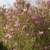 Magnolia Liliiflora 'Susan', Purpur-Magnolie