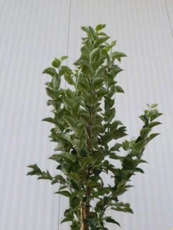 Malus Evereste, Zierapfel - Hochstamm 11 Malus Evereste, Zierapfel - Hochstamm -Gartenwelt Angebote Store malus evereste krone55599d089afb8 1280x1280