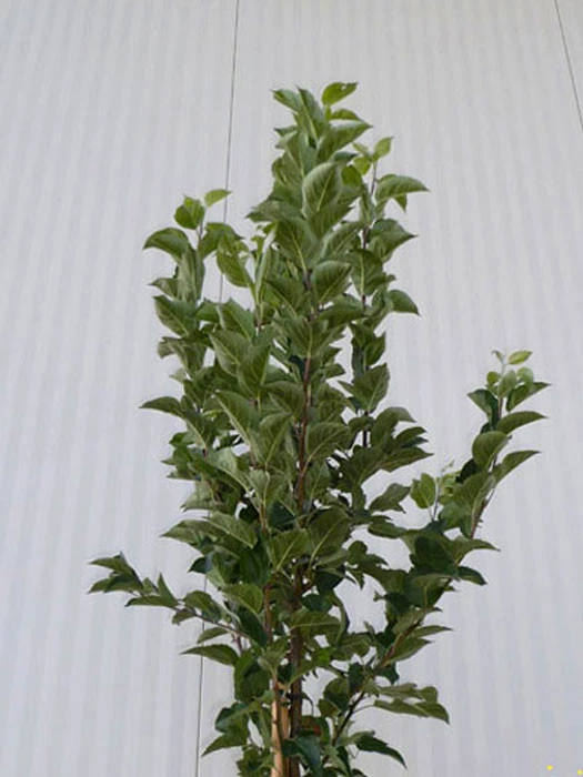 Malus Evereste, Zierapfel - Hochstamm 6 Malus Evereste, Zierapfel - Hochstamm – Bild 6