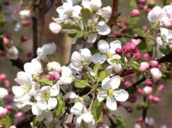 Zierapfel 'Evereste' -Gartenwelt Angebote Store malus evereste 1280x1280