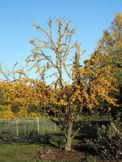 Malus 'Golden Hornet', Gelber Zierapfel -Gartenwelt Angebote Store malus golden hornet 1280x1280
