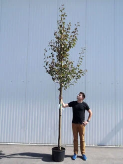 Malus Sargentii 'Rudolph', Zierapfel - Hochstamm -Gartenwelt Angebote Store malus rudolph hochstamm 1280x1280