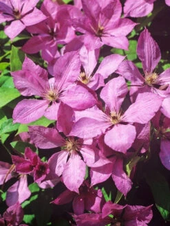 Clematis 'Margret Hunt'