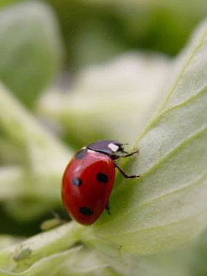 Gartenwelt Angebote Store -Gartenwelt Angebote Store marienkaefer adult 80491 0 1280x1280 1