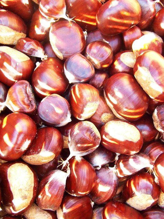 Esskastanie/Marone 'Marlhac' 1 Esskastanie/Marone 'Marlhac'