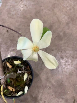 Magnolia 'Maxine Merrill' -Gartenwelt Angebote Store maxine merrill2 1280x1280