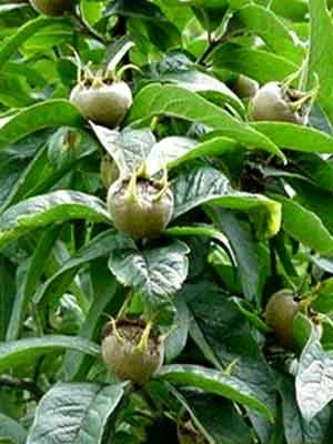 Mespilus Germanica, Mispel 2 Mespilus Germanica, Mispel – Bild 2