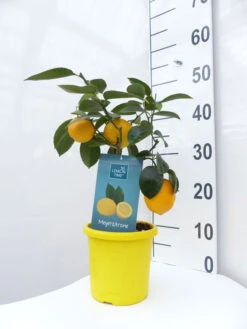 Zitronenbaum 'Meyerzitrone' - Lemon Time® -Gartenwelt Angebote Store meyer zitrone mittel 1 1280x1280