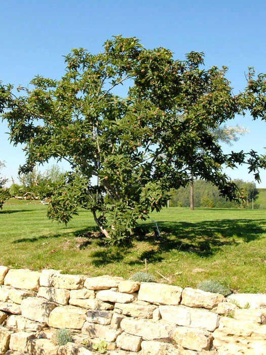 Mespilus Germanica, Mispel 3 Mespilus Germanica, Mispel – Bild 3