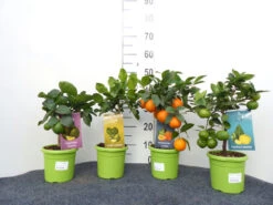 Limettenbaum 'Kaffir-Limette' - Lime Time® -Gartenwelt Angebote Store mix limetten sorten 1280x1280