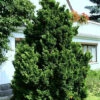 Chamaecyparis Obtusa 'Nana Gracilis', Kleine Muschelzypresse
