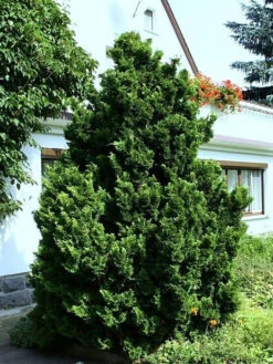Chamaecyparis Obtusa 'Nana Gracilis', Kleine Muschelzypresse