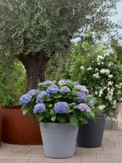 Pflanzkübel Napoli -Gartenwelt Angebote Store napoli stimmung 1280x1280