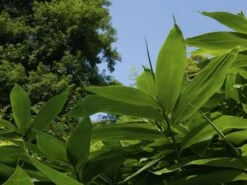 Sasa Palmata 'Nebulosa', Niedriger Großblattbambus -Gartenwelt Angebote Store niedriger grossblattbambus 1280x1280