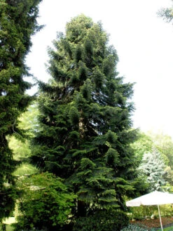 Abies Nordmanniana, Nordmanntanne -Gartenwelt Angebote Store nordmanntanne baum 1280x1280