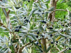 Olea Europaea, Olive -Gartenwelt Angebote Store olea europaea pflanze5c1ca8668430a 1280x1280