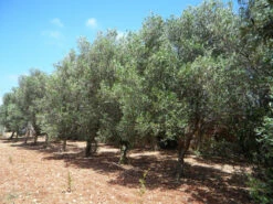 Olea Europaea, Oliven-Stämmchen -Gartenwelt Angebote Store olivenbaum 1280x1280