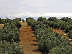 Olea Europaea, Olive -Gartenwelt Angebote Store olivenfeld5c1ca8686a87b 1280x1280