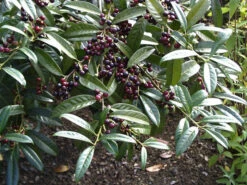 Prunus Laurocerasus 'Otto Luyken', Kirschlorbeer -Gartenwelt Angebote Store otto luyken beeren 1280x1280