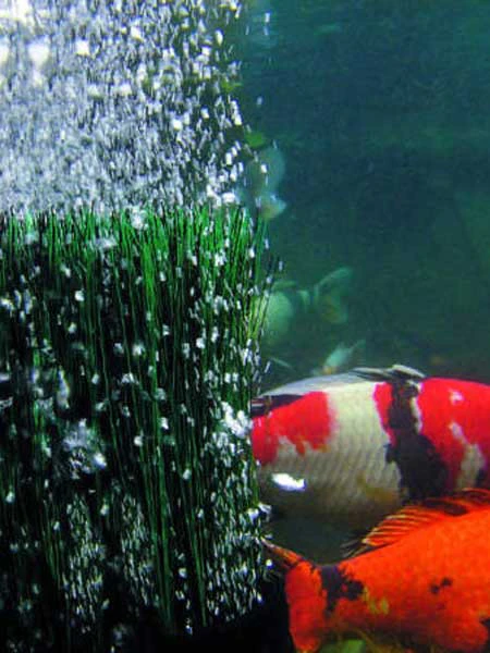 OxyTex 1000 Set CWS Von OASE (Art.Nr. 50249) 2 OxyTex 1000 Set CWS Von OASE (Art.Nr. 50249) – Bild 2