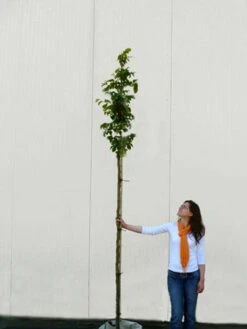 Parrotia Persica, Persischer Eisenholzbaum - Hochstamm 8 Parrotia Persica, Persischer Eisenholzbaum - Hochstamm -Gartenwelt Angebote Store parrotia persica hochstamm 1280x1280