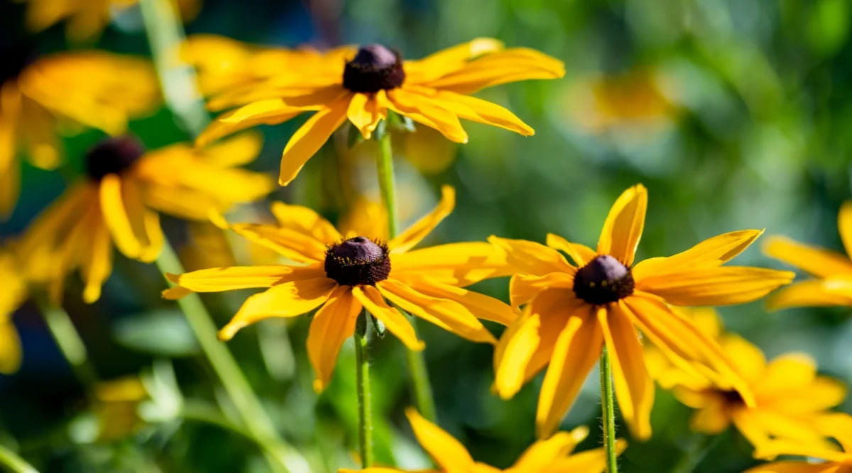 Gartenwelt Angebote Store -Gartenwelt Angebote Store perenial