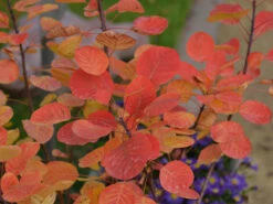 Cotinus Coggygria 'Golden Spirit' -Gartenwelt Angebote Store perueckenstrauch herbst55599f31e64bf 1280x1280