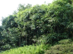 Pseudosasa Japonica, Pfeil-Bambus -Gartenwelt Angebote Store pfeilbambus55599d9ea7d6f 1280x1280