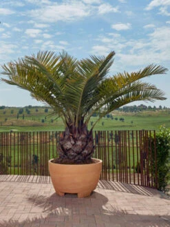 Pflanzkübel Megalos - XXL-Produkt -Gartenwelt Angebote Store pflanzkuebel megalos 1280x1280