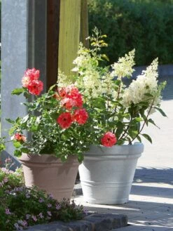 Pflanzkübel Milano -Gartenwelt Angebote Store pflanzkuebel milano stim 2 1280x1280