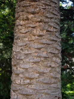 Kanarische Dattelpalme, Phoenix Canariensis -Gartenwelt Angebote Store phoenix palme stamm 1280x1280