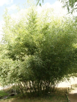 Phyllostachys Bissetii, Bisset-Bambus
