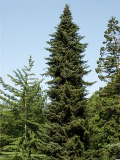 Picea Omorika, Serbische Fichte -Gartenwelt Angebote Store picea omorika 1280x1280