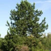 Pinus Leucodermis (syn. Heldreichii), Schlangenhaut-Kiefer