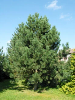 Pinus Nigra Austriaca, Österreichische Schwarz-Kiefer -Gartenwelt Angebote Store pinus nigra austriaca 1280x1280