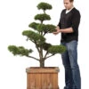 Pinus sylvestris - Bonsai, XXL-Produkt