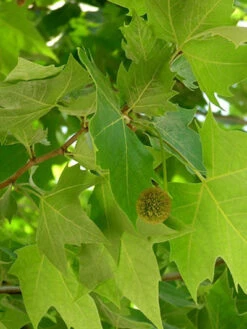Platanus Hispanica 'Alphens Globe', Kugelplatane - Hochstamm -Gartenwelt Angebote Store platanus j08 76832 2 79605 2 1280x1280