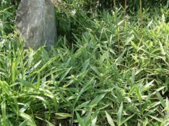 Pleioblastus Shibuyanus (variegatus) 'Tsuboi', Buntblättriger Zwergbambus -Gartenwelt Angebote Store pleioblastus tsuboi blatt 1280x1280