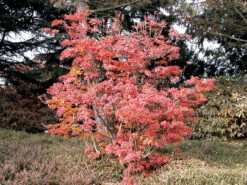 Enkianthus Campanulatus, Prachtglocke -Gartenwelt Angebote Store prachtglocke herbst 1280x1280