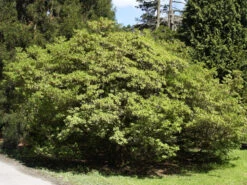 Enkianthus Campanulatus, Prachtglocke -Gartenwelt Angebote Store prachtglocke strauch 1280x1280