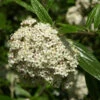 Viburnum 'Pragense', Prager Schneeball