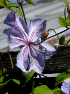 Clematis 'Prince Charles' -Gartenwelt Angebote Store prince charles bluete hinte 1280x1280