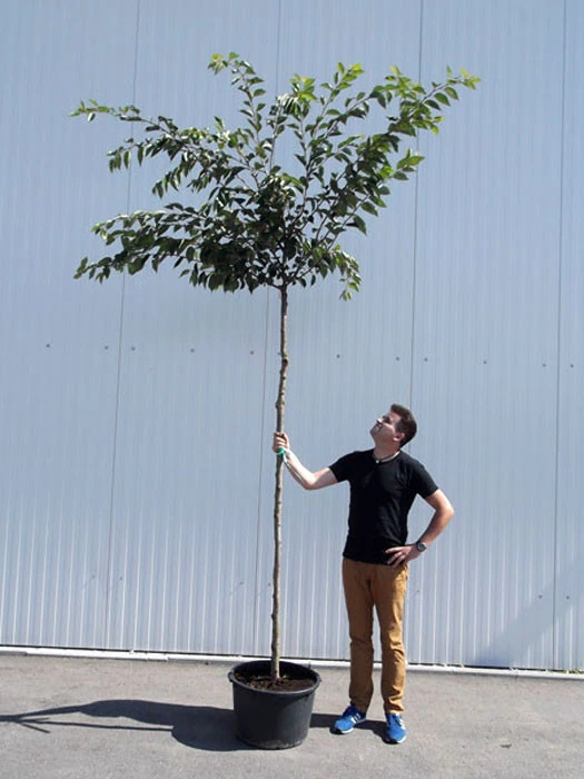 Prunus Subhirtella 'Accolade', Frühe Zierkirsche - Hochstamm 2 Prunus Subhirtella 'Accolade', Frühe Zierkirsche - Hochstamm – Bild 2