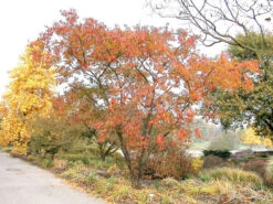 Prunus Subhirtella 'Autumnalis', Schneekirsche -Gartenwelt Angebote Store prunus autumnalis 1280x1280