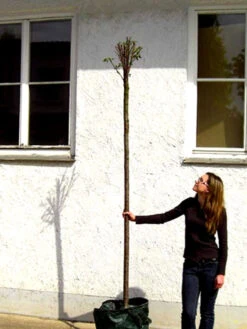 Prunus Fruticosa 'Globosa', Kugel-Kirsche - Hochstamm 9 Prunus Fruticosa 'Globosa', Kugel-Kirsche - Hochstamm -Gartenwelt Angebote Store prunus globosa hochstamm 1280x1280